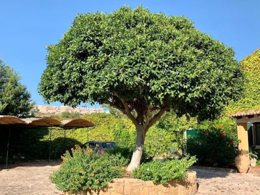 Casa Magnolia Appartement *